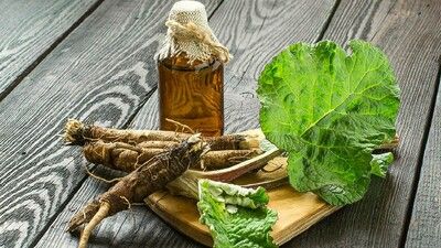 Корінь лопуха – користь та шкода, як застосовується? 