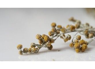 Полин гіркий для здоров'я - користь чи шкода?