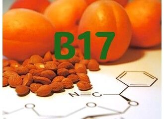 Витамин В17 (амигдалин): правда о лечении рака, польза и вред