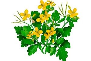 Трава чистотіл: користь та шкода, застосування, протипоказання 