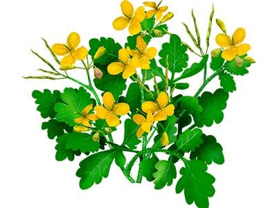 Трава чистотел: польза и вред, применение, противопоказания