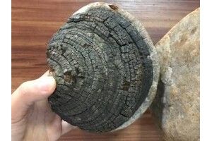 У чому унікальність гриба трутовика