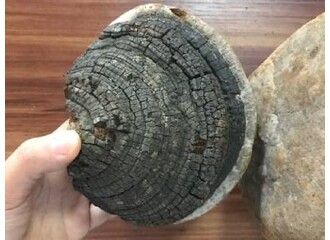 У чому унікальність гриба трутовика