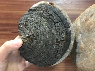 У чому унікальність гриба трутовика