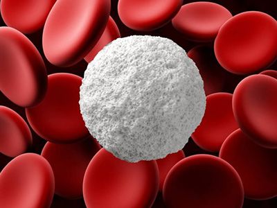 Як підвищити лейкоцити в крові: найефективніші методи