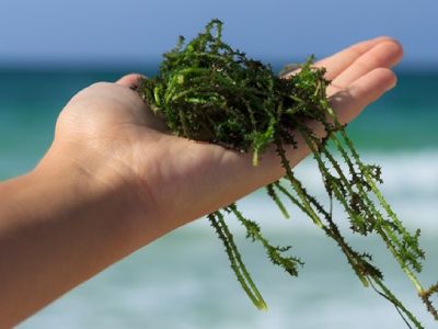 Морська капуста - у чому користь та шкода для організму?