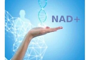 NAD+ (никотинамид аденин динуклеотид): польза, свойства, способ применения