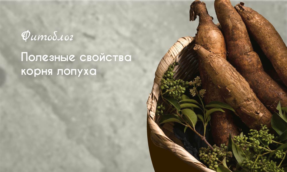 Полезные свойства корня лопуха
