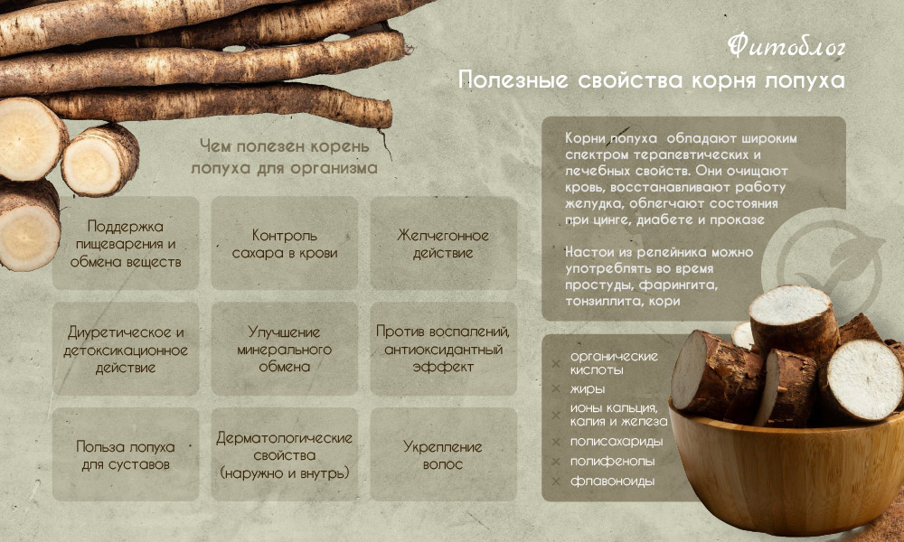 Корень лопуха — польза и вред, как применяется?