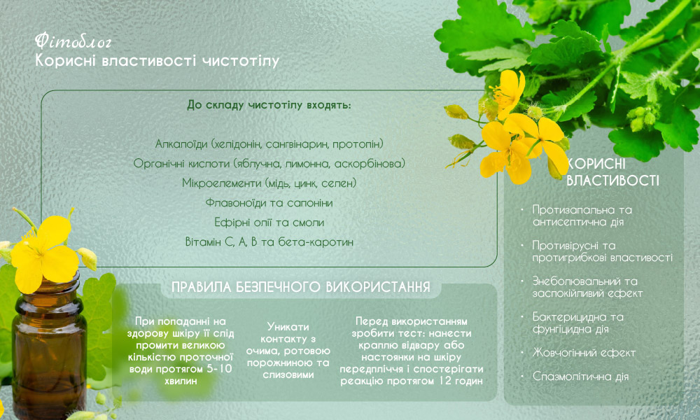 Чистотіл: користь та шкода, застосування, протипоказання
