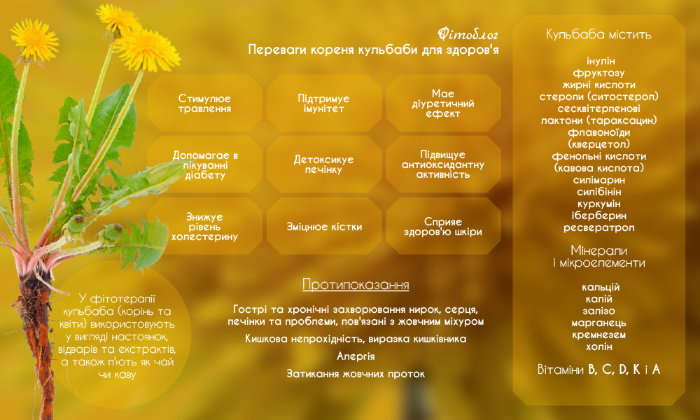 Коріння кульбаби - користь та шкода