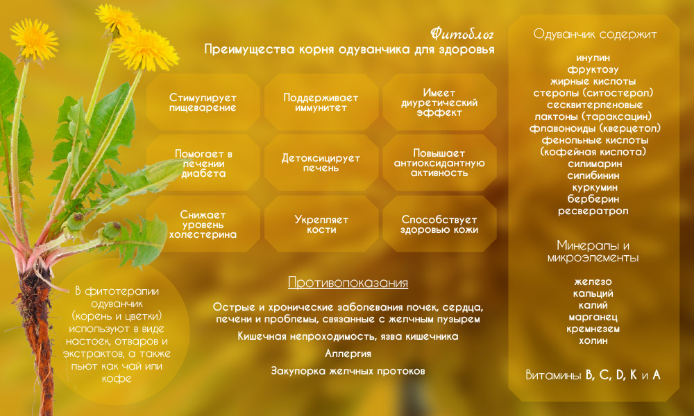Корни одуванчика - польза и вред
