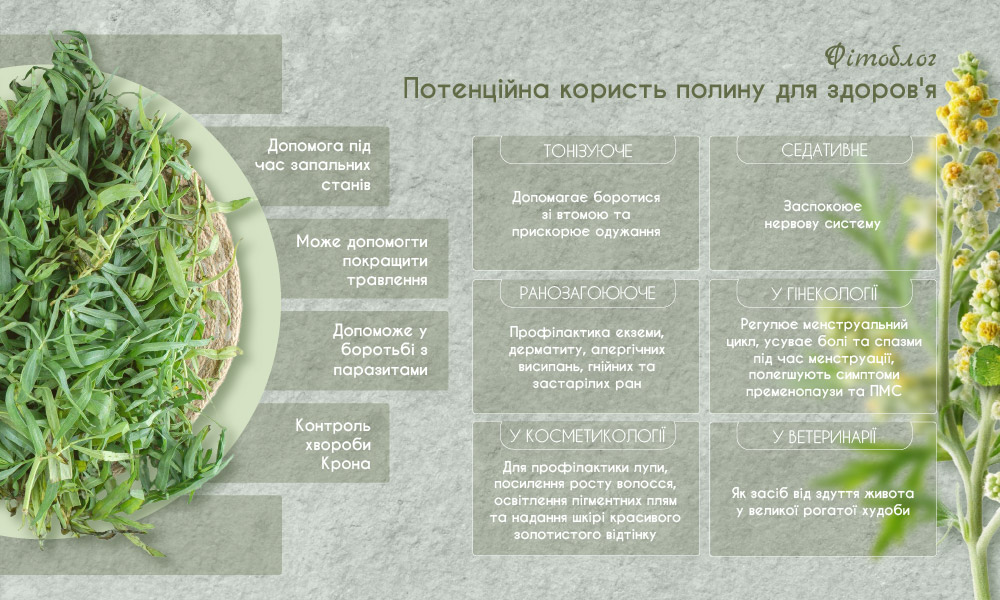 Полин гіркий для здоров'я - користь чи шкода?