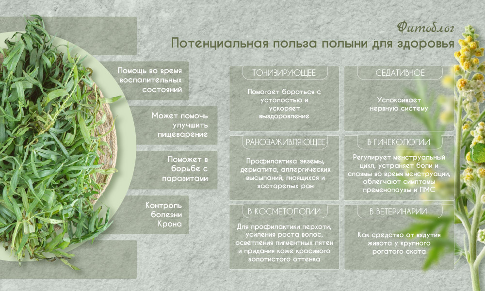 Полынь горькая для здоровья - польза или вред?