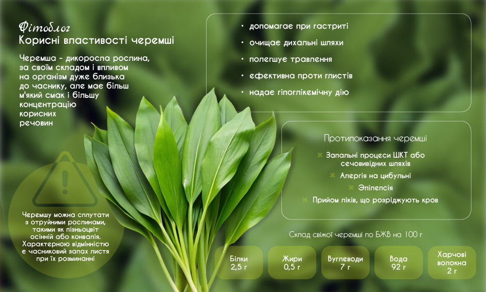 Черемша: користь та застосування в кулінарії