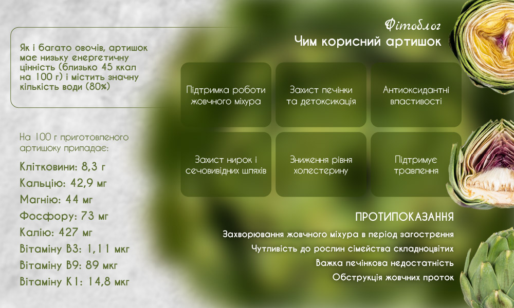 Артишок: користь та шкода, застосування, властивості