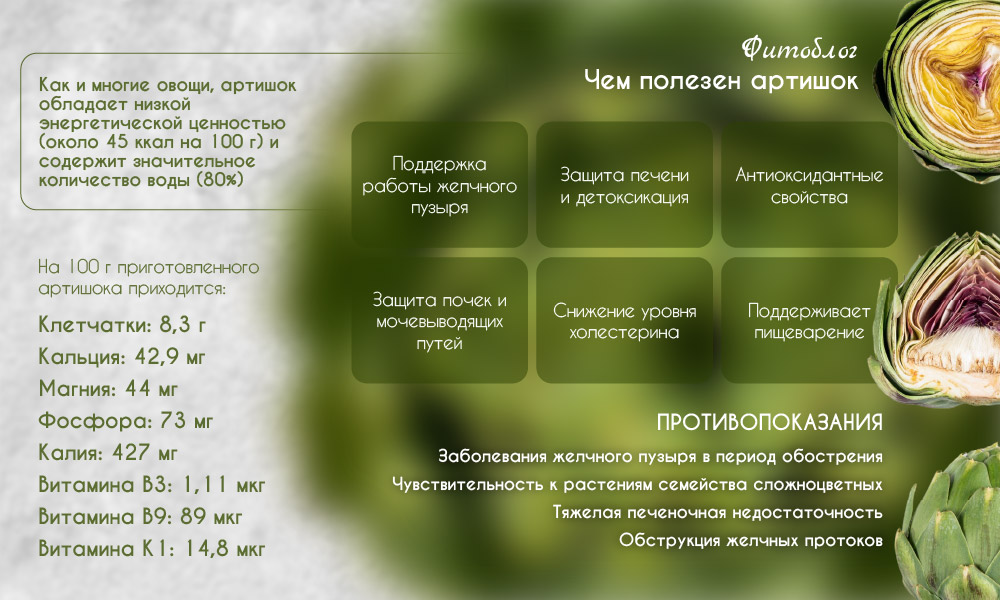 Артишок: польза и вред, применение, свойства