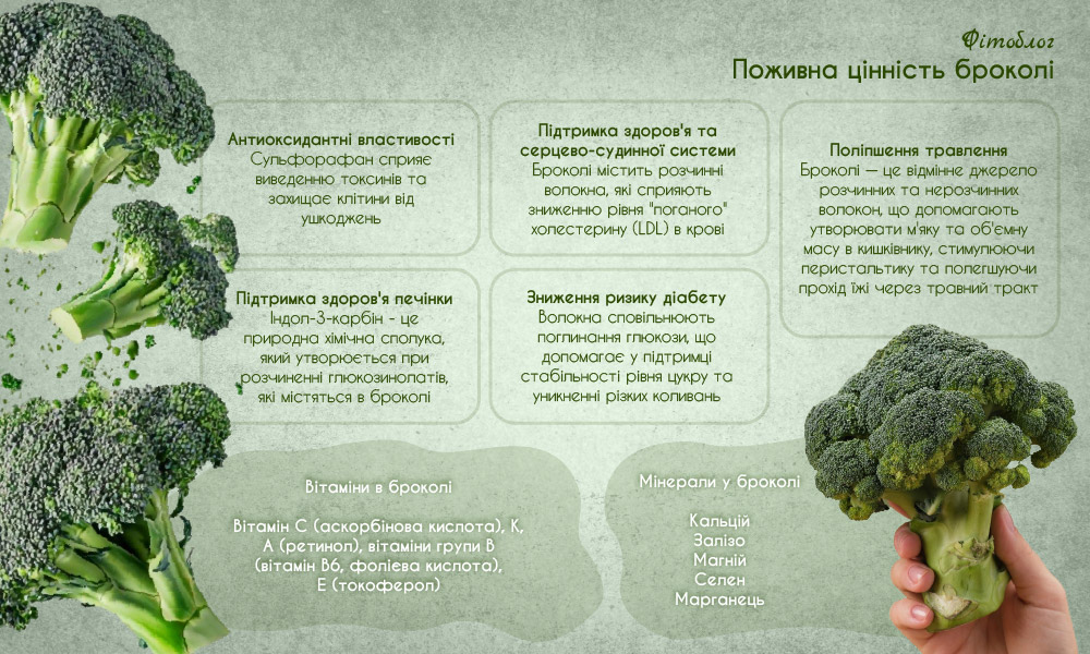 Капуста броколі: користь та шкода