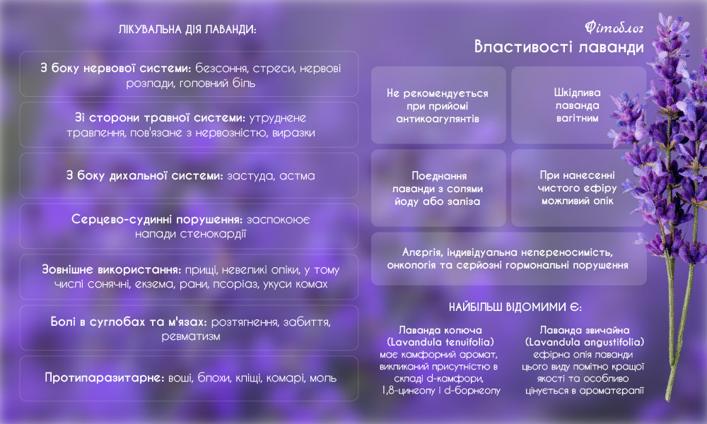 Властивості лаванди