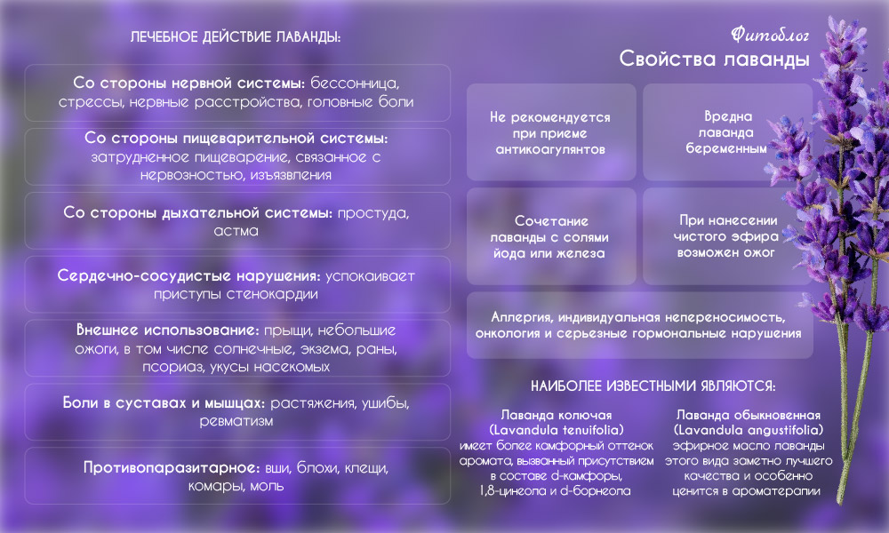 Свойства лаванды
