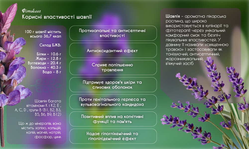 Корисні властивості шавлії