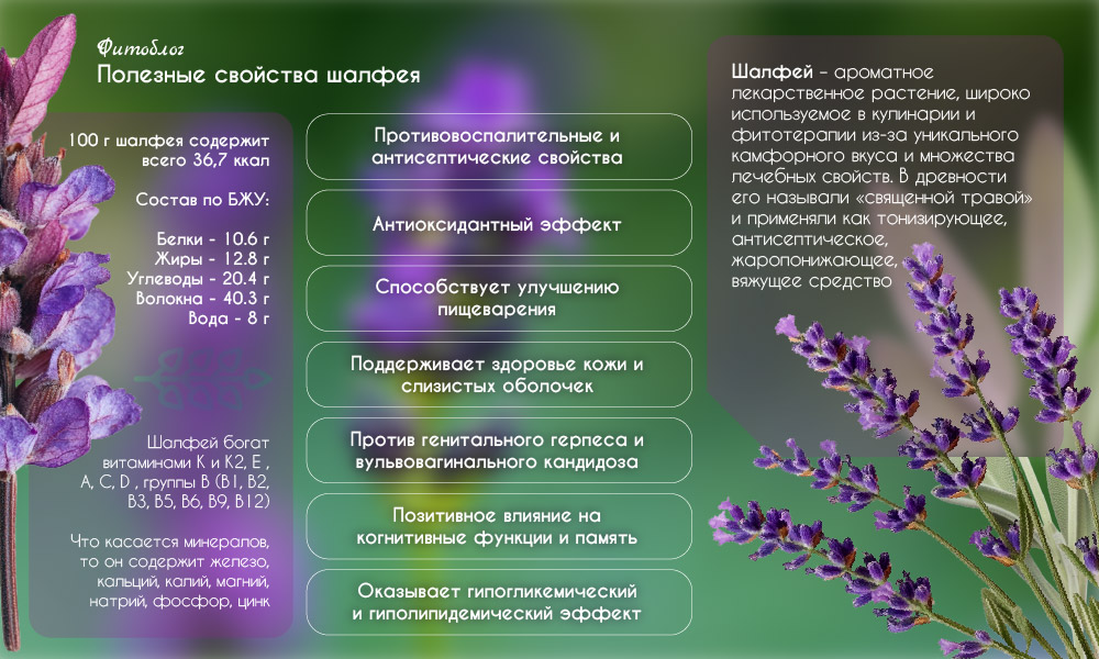 Полезные свойства шалфея