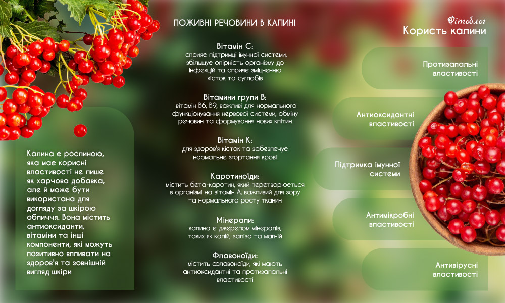 Що таке калина?