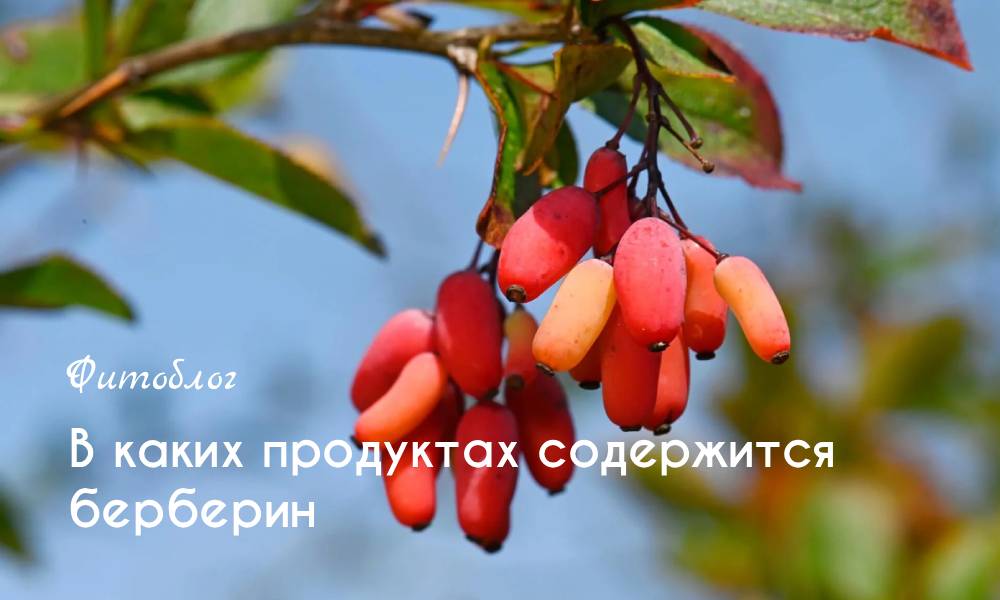 В каких продуктах содержится берберин