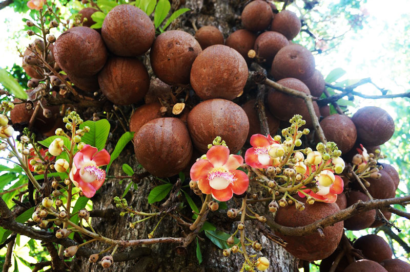 дерево бразильского ореха
