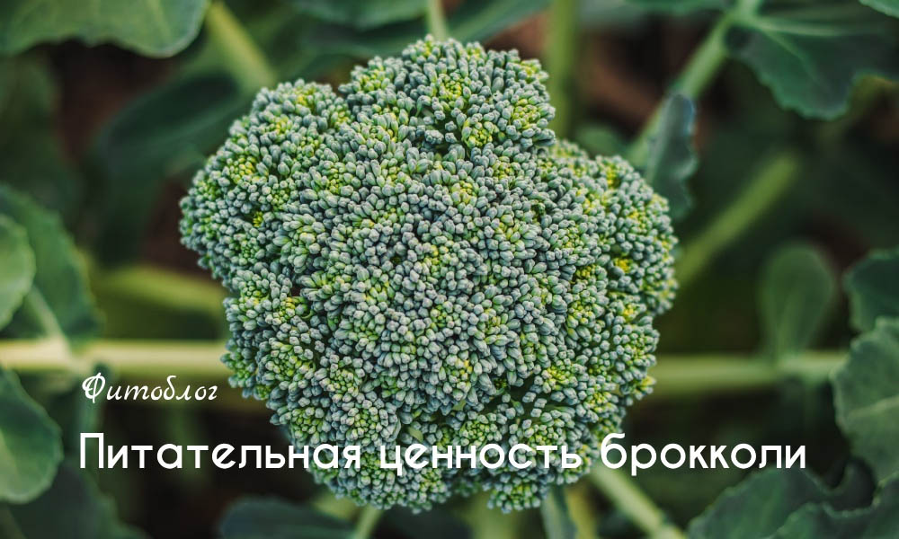 Питательная ценность брокколи