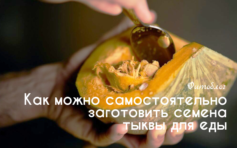 Как можно самостоятельно заготовить семена тыквы для еды