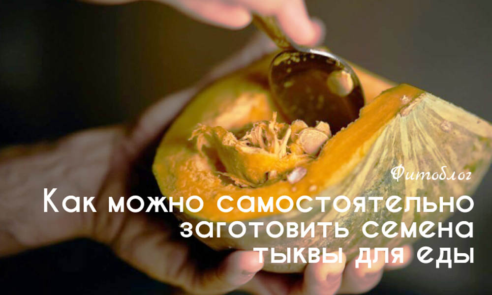 Как можно самостоятельно заготовить семена тыквы для еды
