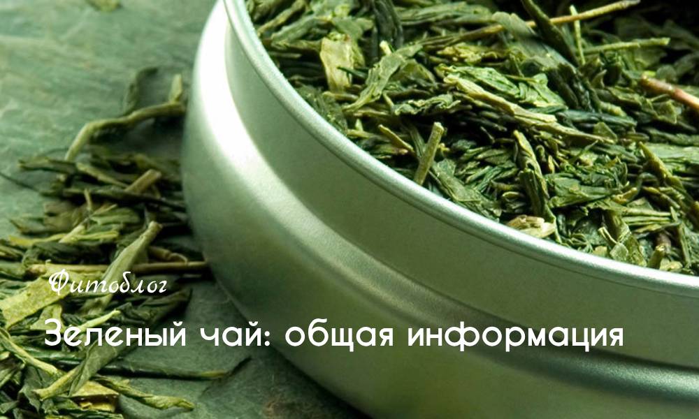 Зеленый чай: общая информация