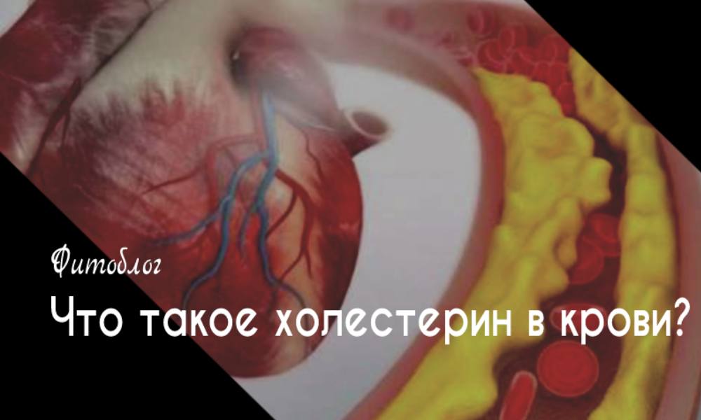 Что такое холестерин в крови