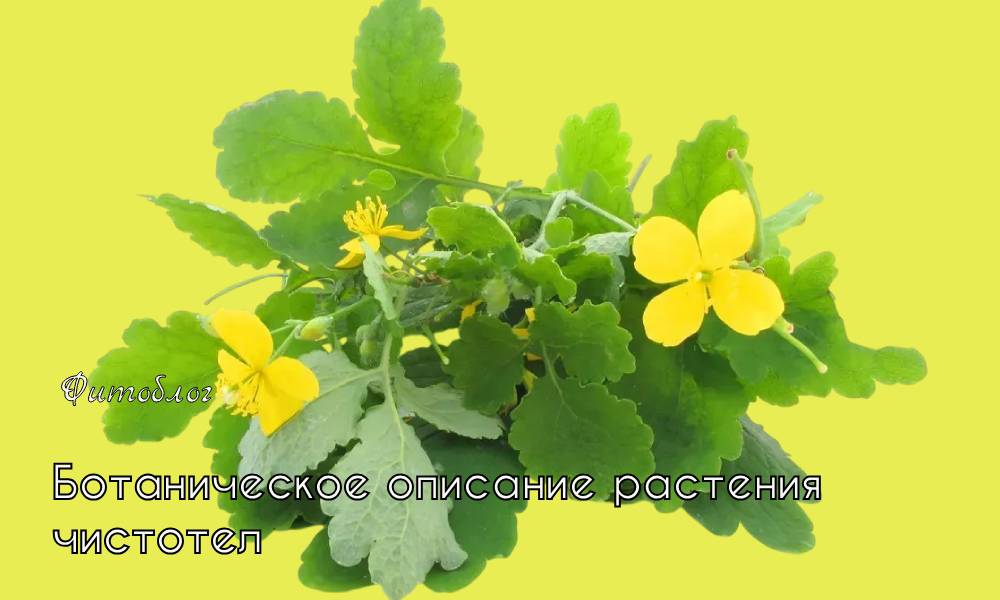 чистотел описание