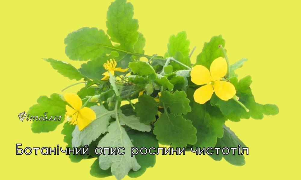 чистотіл опис