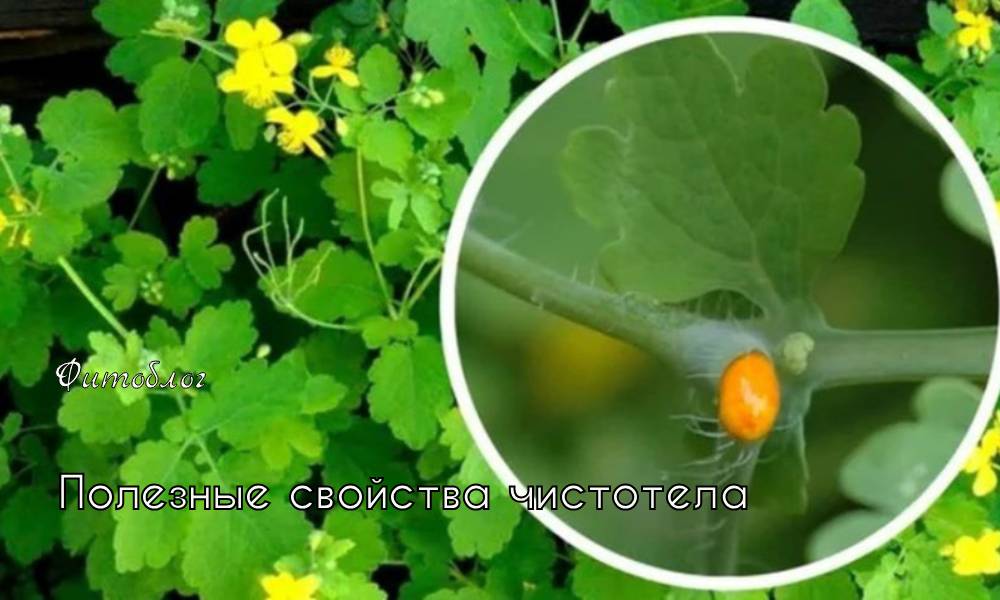 чистотел свойства