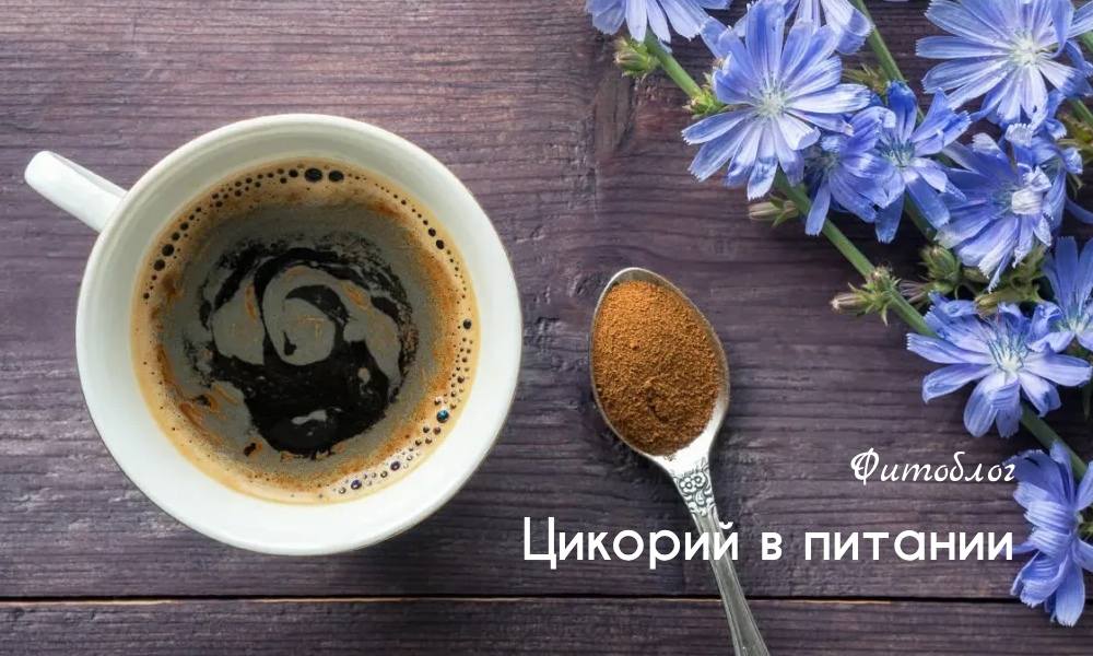 Цикорий в питании