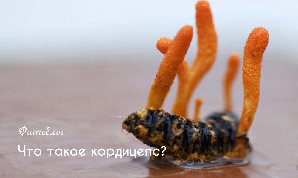 Что такое кордицепс?