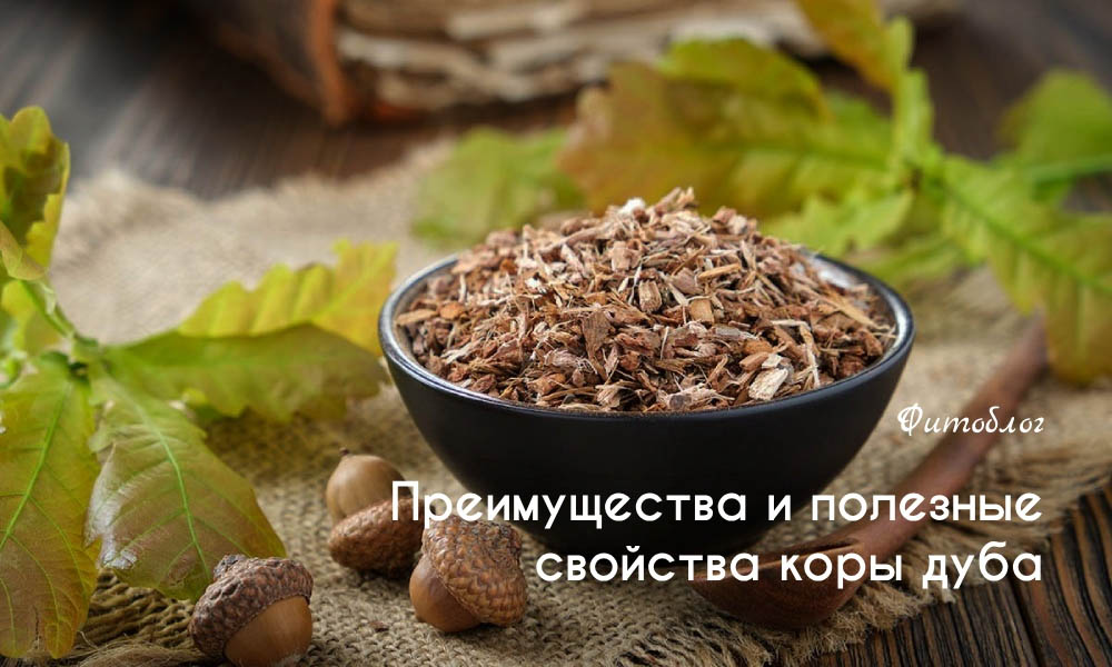 Преимущества и полезные свойства коры дуба