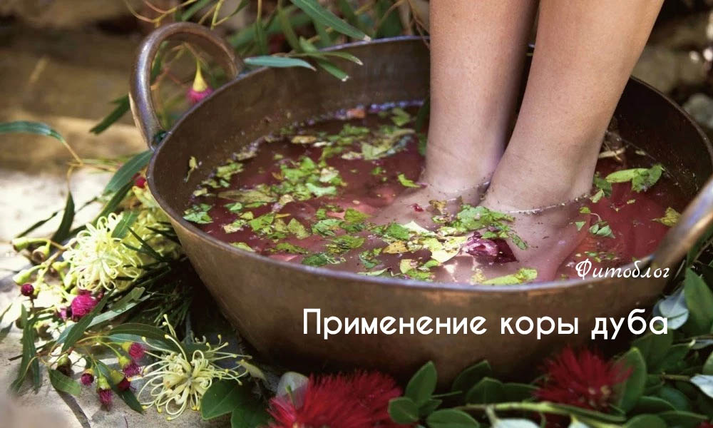 Применение коры дуба