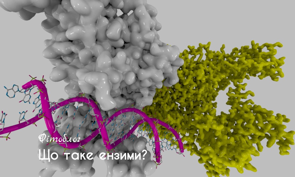 Що таке ензімі