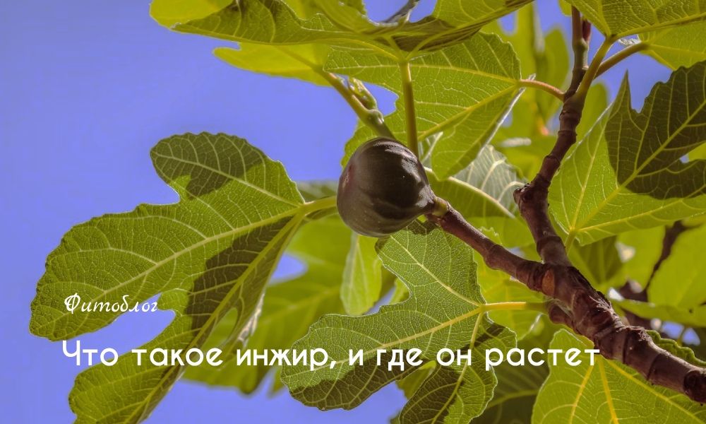 Что такое инжир, и где он растет