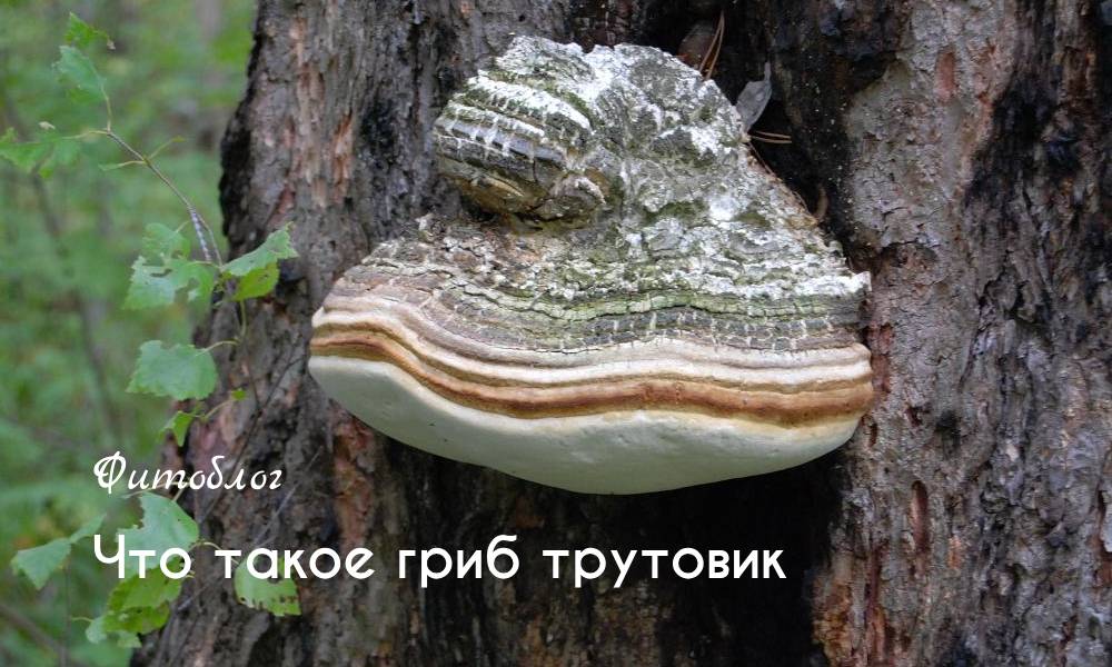 Что такое гриб трутовик