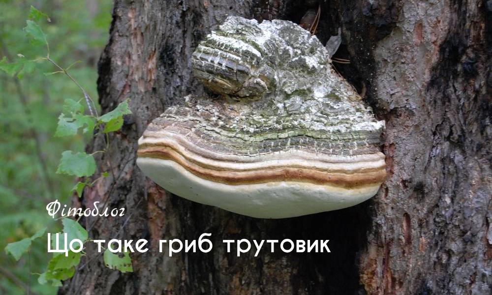Що таке гриб трутовик