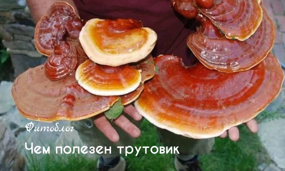Чем полезен трутовик
