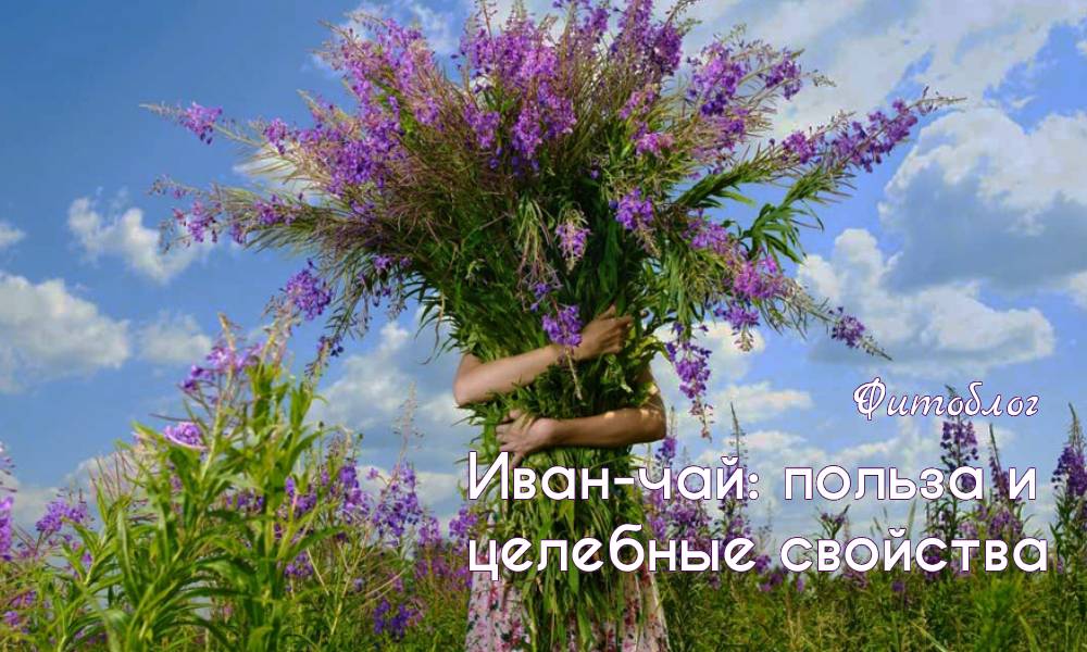 Иван-чай: польза и целебные свойства