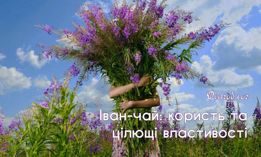 Іван-чай: користь та цілющі властивості
