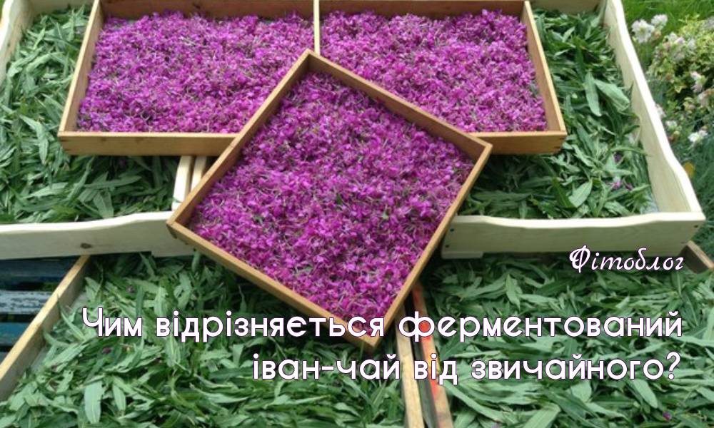 Чим відрізняється ферментований іван-чай від звичайного?
