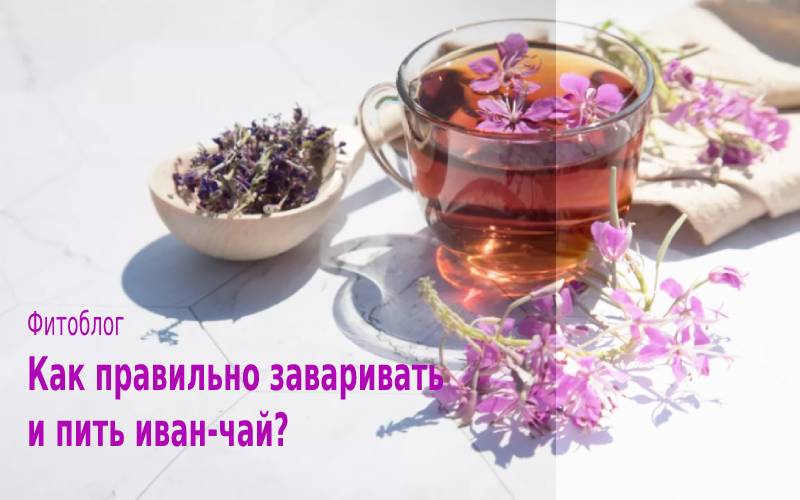 Чай из иван-чая: польза и вред, способы приготовления